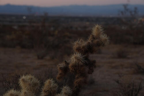 College Heights Cholla Closeup w/Ridgecrest in Background