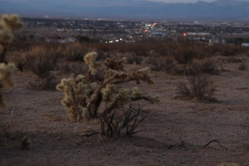 College Heights Cholla Overlooking Ridgecrest