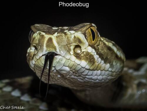 Baby-Mojave-Rattlesnake-Ridgecrest