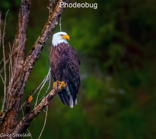 Bald-Eagle-Snake-River