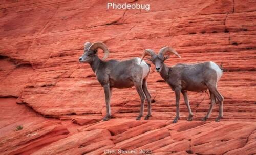 Big-Horn-Sheep-Zion