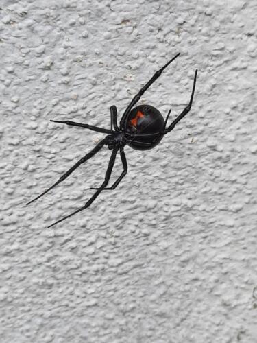 Black-Widow