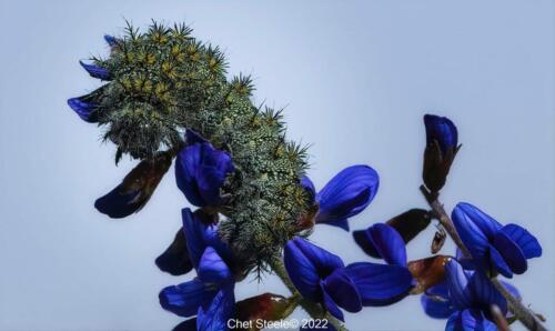 Buck-Moth-Caterpillar