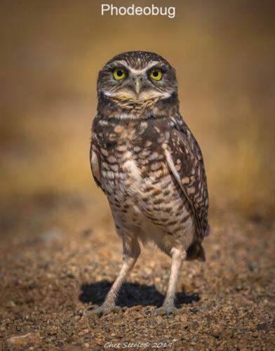 Burrowing-Owl
