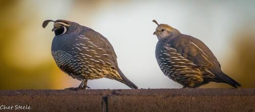 California-Quail-Ridgecrest