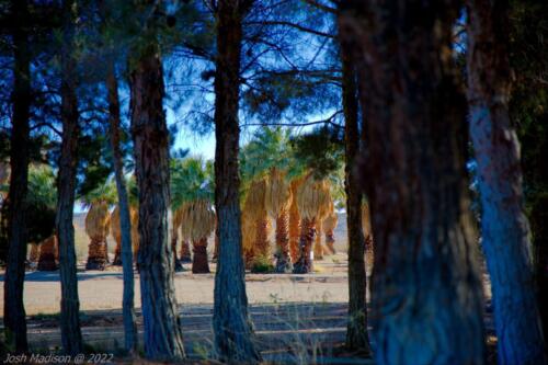 Cerro-Coso-Palm-Tree-Highlight-2