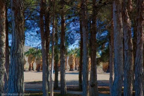 Cerro-Coso-Palm-Tree-Highlight