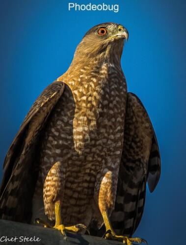 Coopers-Hawk-Ridgecrest