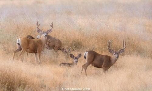 Deer-Bear-Valley-Springs-CA