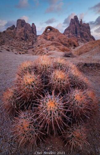Desert-cactus-Lone-Pine