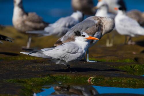 Tern