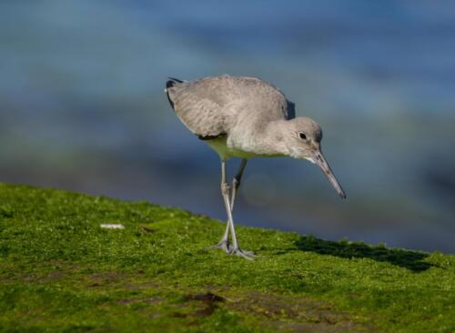 EB-2016-4-17flower-19