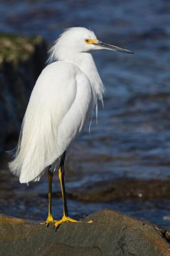 Egret