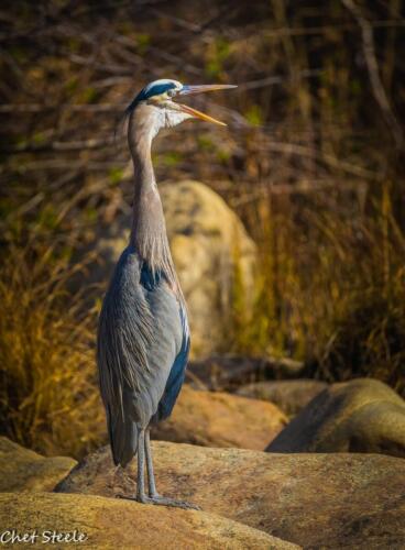 Great-Blue-Heron