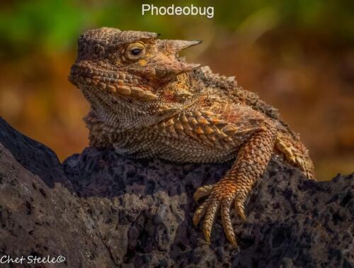 Horny-Toad-Fossil-Falls