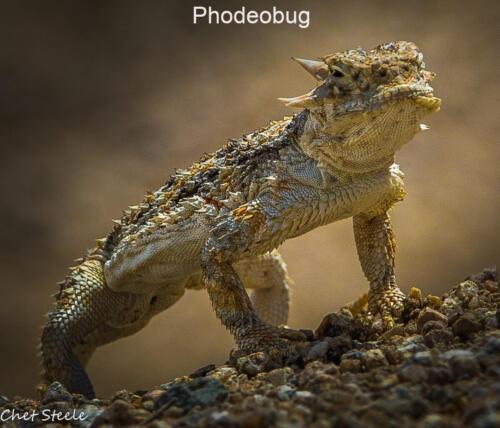 Horny-Toad-Ridgecrest