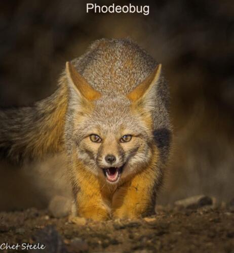 Kit-Fox-Front-View-Ridgecrest