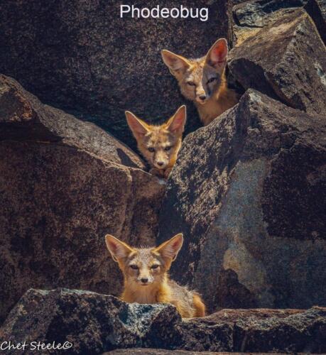 Kit-Foxes-Ridgecrest