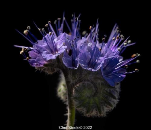 Lacy-Phacilia-WIldflower