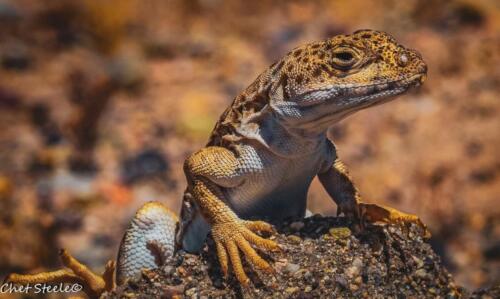 Leopard-Lizard-Ridgecrest