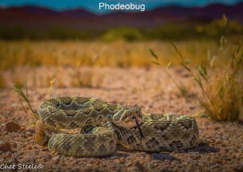 Northern-Mojave-Rattlesnake-Ridgecrest