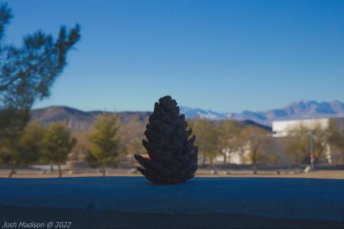 Pine-Cone-Foreground