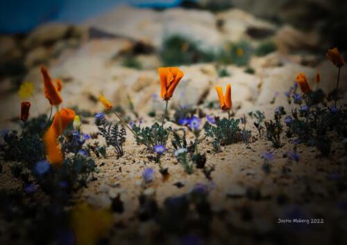 Poppies-Short-Canyon