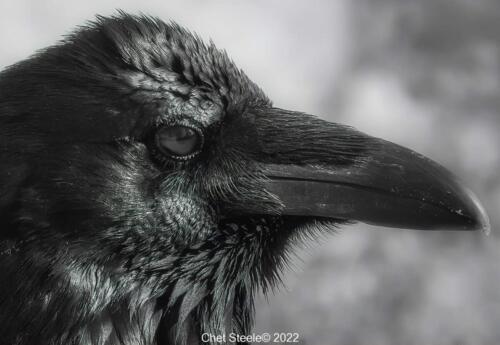 Ravens-Close-Up