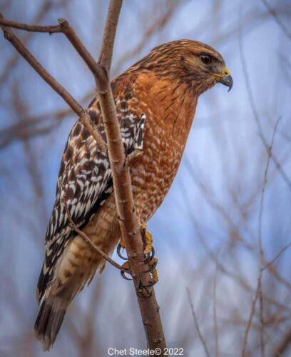 Red-Shouldered-Hawk-Diaz-Lake