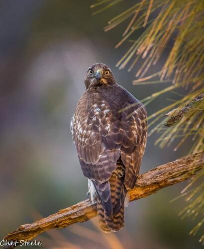 Red-Tail-Hawk-Kern-River