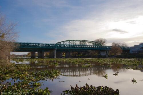River-Kelp-Under-Bridge