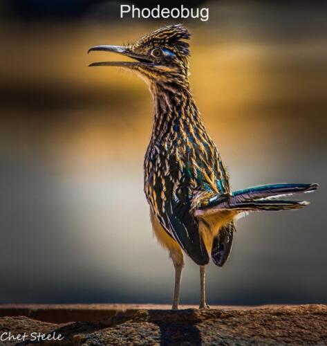 Road-Runner-Ridgecrest