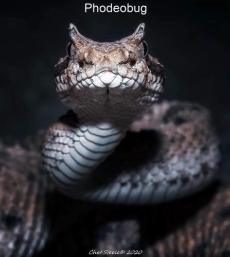 Sidewinder-Rattlesnake-Ridgecrest