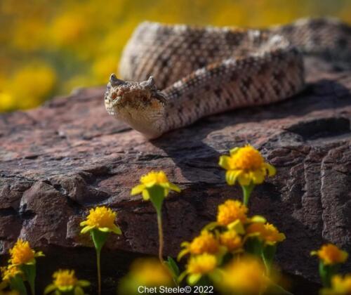 Sidewinder-with-WIldflowers