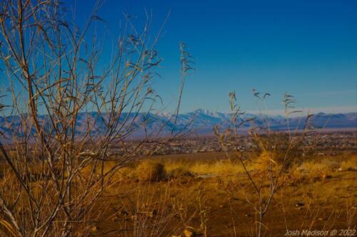Snow-Covered-Peaks-Thru-Weeds