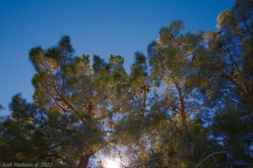 Sunshine-on-Top-Trees