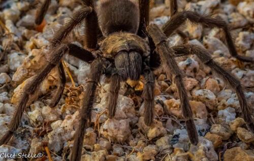 Tarantula-Ridgecrest