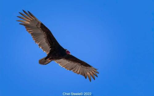 Turkey-Vulture