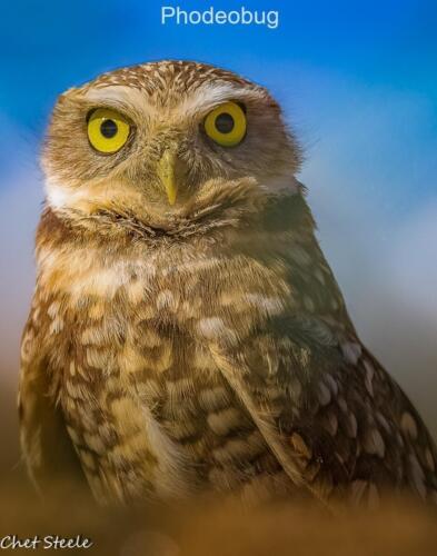 Up-Close-Owl