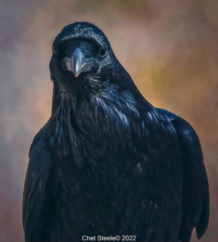 What-you-looking-at-Raven