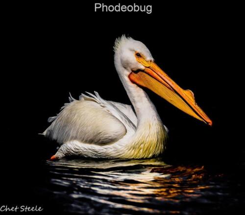 White-Pelican-Lake-Isabella