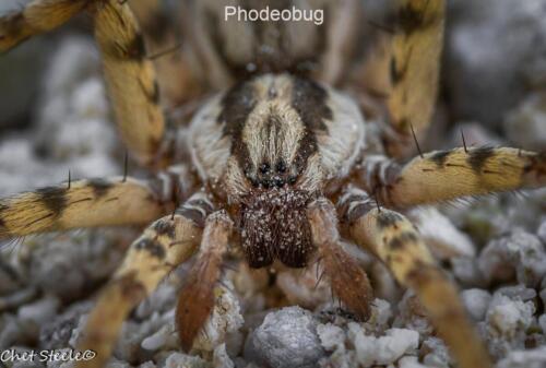 Wolf-Spider-Ridgecrest