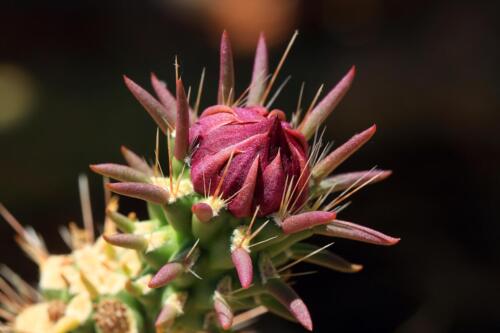 Cactus Bud